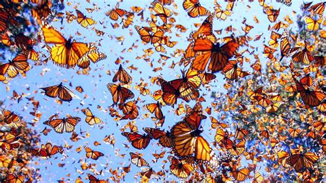 Vehículos cortan vuelo de mariposa monarca - Universidad Autónoma de ...