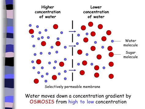 (B) Diffusion And Osmosis