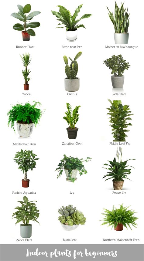 Good Easy House Plants at Susan Wilson blog