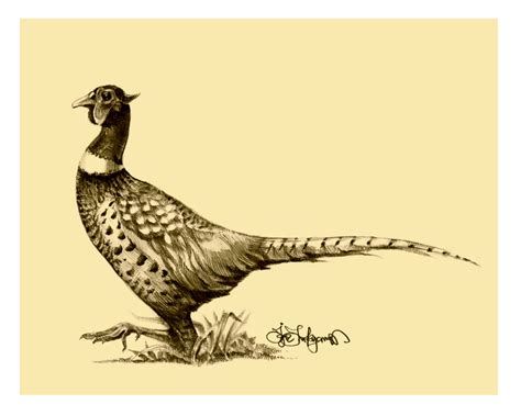 Pheasant Drawing by Igor Lukyanov | Pin-up Art & Artists