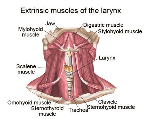 Extrinsic laryngeal muscles: they perform the important task of ...