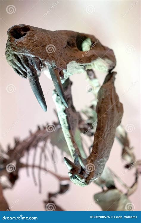 Sabertooth tiger fossil stock photo. Image of pleistocene - 60208576