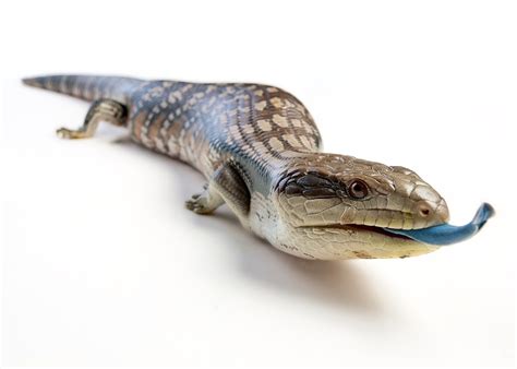 Blue Tongue Skink Care Guide & Price » Petsoid