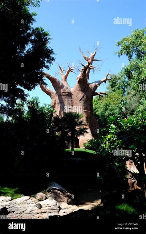 Baobab Tree (Replica), Fuengirola Zoo (Biopark), Fuengirola, Costa del Sol, Malaga Province ...