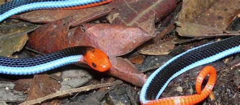 The Deadly Blue Malayan Coral Snake | Critter Science