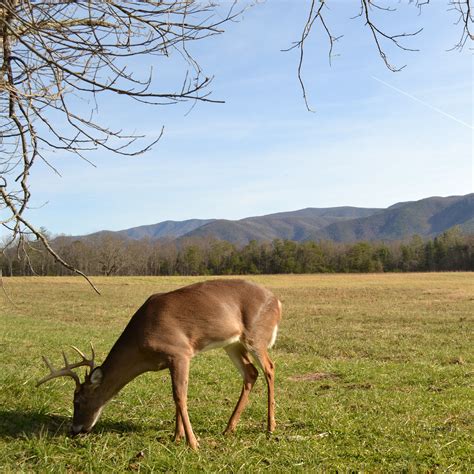 Cades Cove is one of our favorite places to view wildlife. Drive the 11 ...