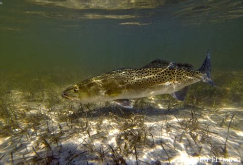 Speckled trout | Booker T. Washington Marine Science