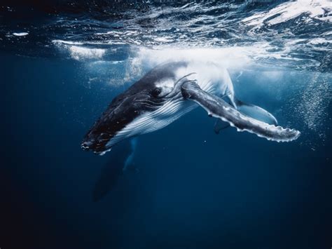 The deep dive: A beginner’s guide to underwater whale photography - Australian Photography