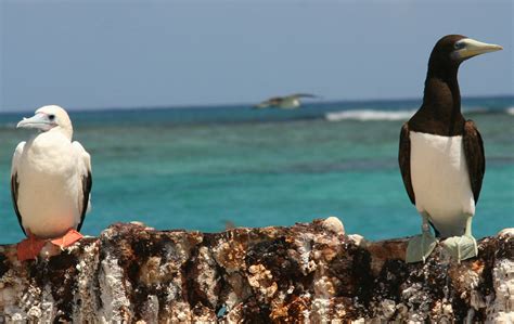 National Park of American Samoa Wildlife - National Park Photographer