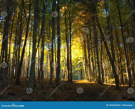 Breathtaking Shot of a Golden Forest Gleaming Under the Sun Rays ...