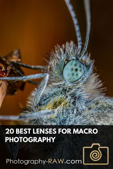 20 Best Macro Lenses for Exploring Macro Photography | Best macro lens ...