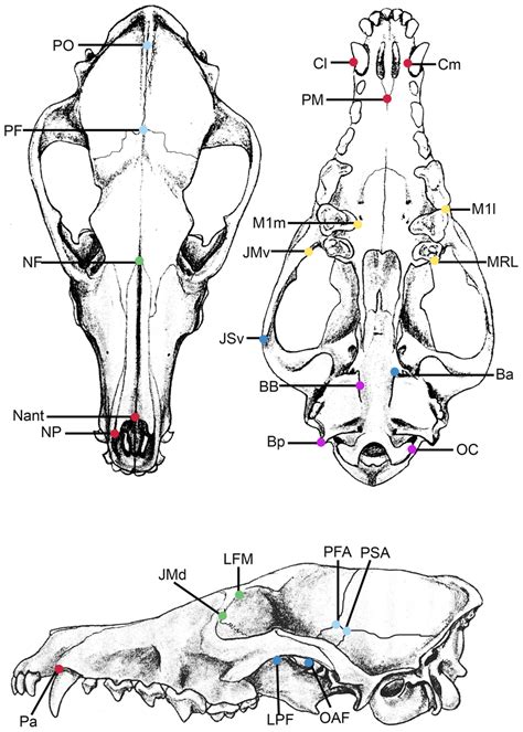 Landmarks and module associations used in analyses, shown on Vulpes... | Download Scientific Diagram