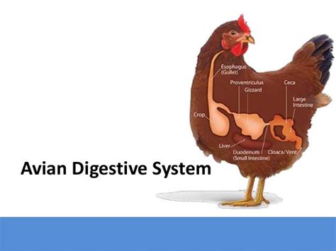 Avian Digestive System