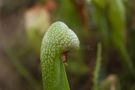 Cobra Plant a Meat Eating or Carnivorous Plant Stock Photo - Image of fresh, macro: 192581588