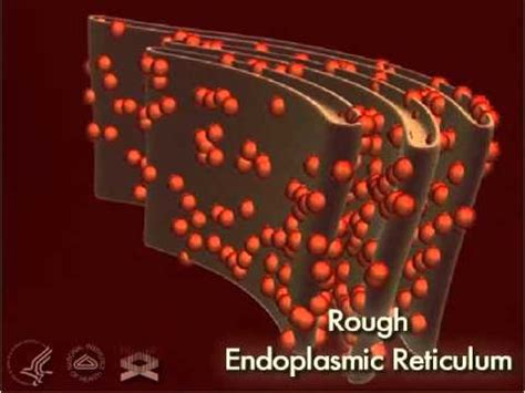 Rough Endoplasmic Reticulum Function