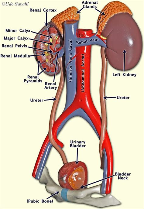 Urinary system | A&P.5.Stomach & Kidneys | Pinterest