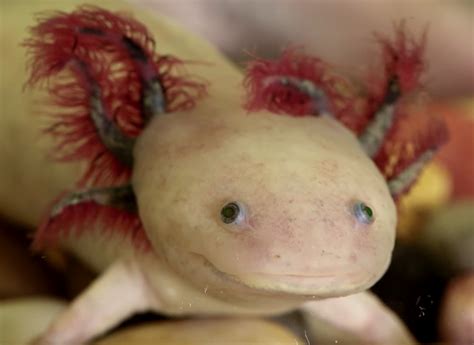 Picture Of The Week: The Axolotl