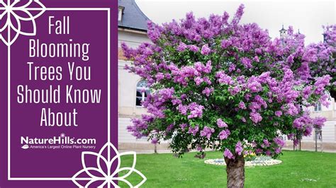 Fall Blooming Trees You Should Know About | NatureHills.com - YouTube