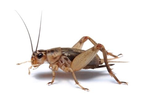 Cricket Insect - CricketInsect.com