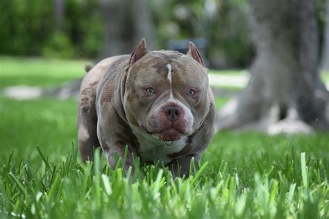 AMERICAN POCKET BULLY BREEDING. PHENOTYPE & GENOTYPE IN THE AMERICAN… | by BULLY KING Magazine ...