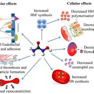 Complications of sickle cell anemia. | Download Scientific Diagram