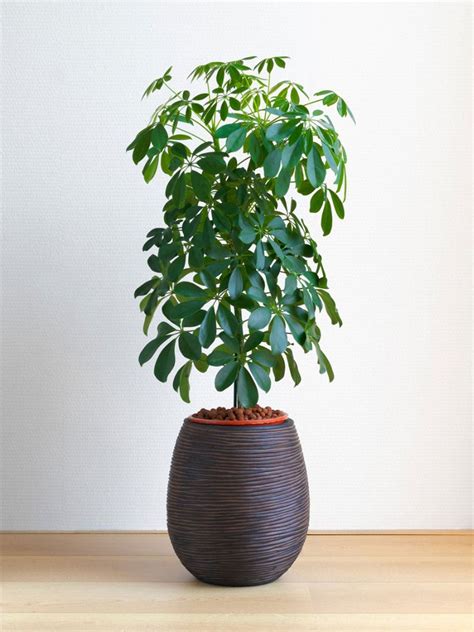 Tips & Information about Schefflera Plants - Gardening Know How