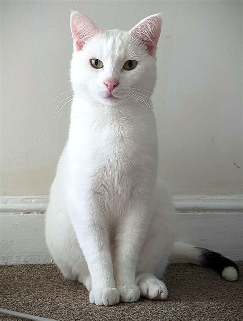 77 Cute White Cats That Are Basically Joy Itself | Bored Panda