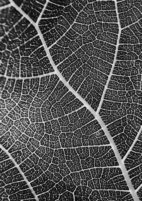 Leaf Veins II Photography by Charles Brabin | Saatchi Art