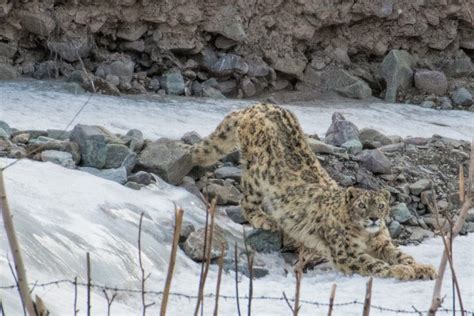 Snow Leopards in their natural habitat - Wildlife Photography India