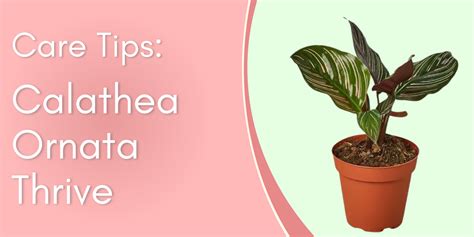 Plant Care Tips: Calathea Ornata written by ReVased