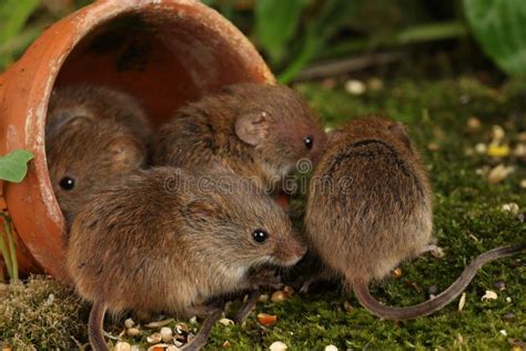 Harvest Mice in Natural Habitat Stock Image - Image of cute, mice: 139002923