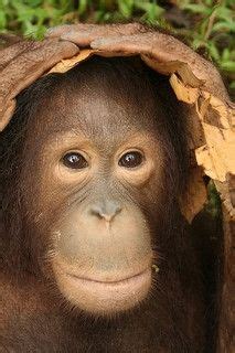 Borneo - Orangutans - Rainforest - Hornbills | SEEtheWILD | Orang