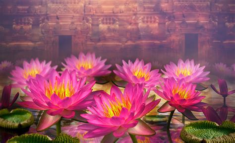 temple | Water lilies, Flowers, Pink lotus