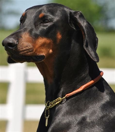 Best Rolled Leather Dog Collar | Dog Bandanas