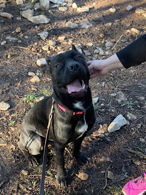 55+ Cane Corso Rescue Inc Image - Bleumoonproductions