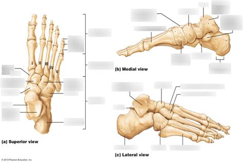 E 7: BONES OF FOOT (POWER POINT) Diagram | Quizlet