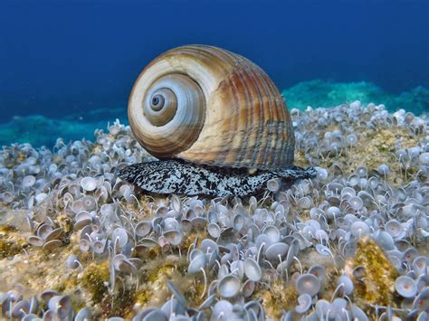 Giant Tun Snail (North carolina marine molluscs) · iNaturalist