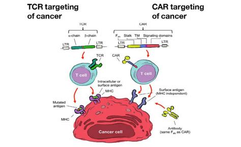 T cell therapy of cancer | Institute of Immunity and Transplantation - UCL – University College ...