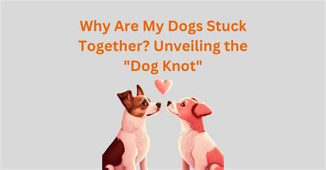 The Ultimate Guide to the Dog Knot: Why It Happens and How to Handle It! - Dog Life Sphere