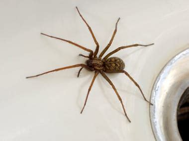 A Guide To House Spiders In Quad City | Quik-Kill Pest Eliminators