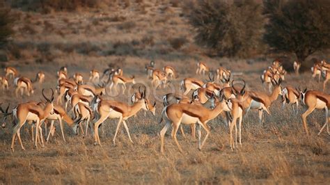 Springbok Antelope Herd. Stock Footage - YouTube