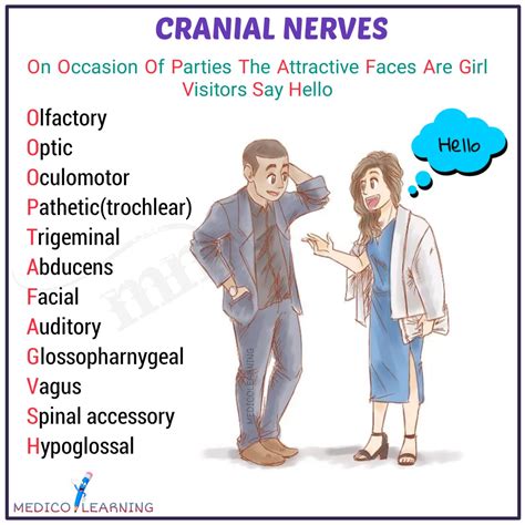 Cranial Nerves Mnemonics – MedicoLearning