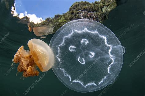 Golden jellyfish, Jellyfish Lake in Palau - Stock Image - C055/4323 ...