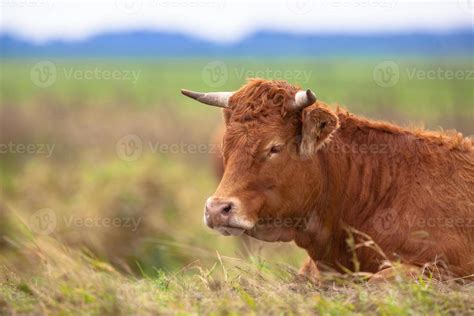 Cow lying in the Field 1106651 Stock Photo at Vecteezy