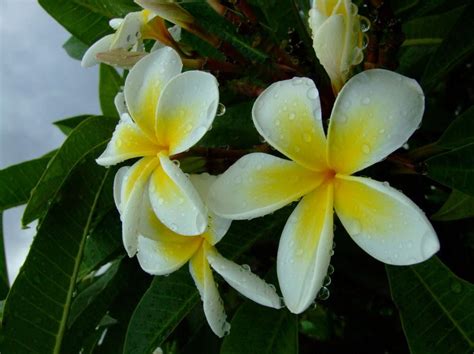 Top 10 most pleasant smelling flowers in the world 9. Frangipani ...