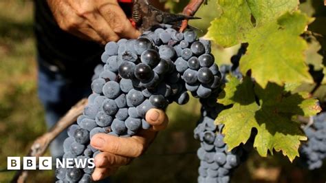 Global wine production falls to 62-year low in 2023