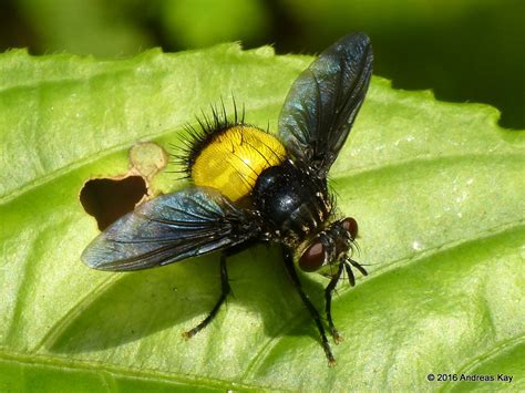 Tachinidae | Andreas Kay | Flickr