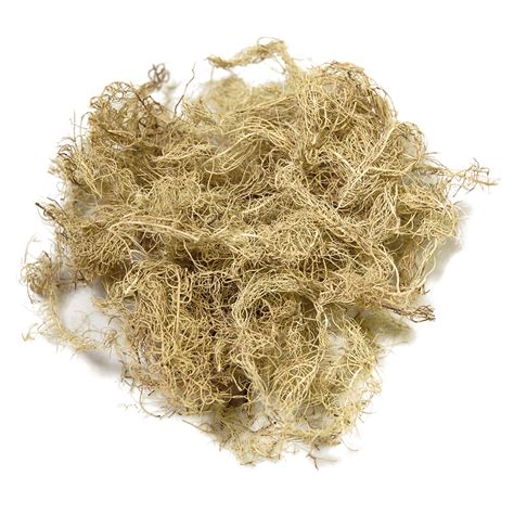 Usnea – Nutritional Resources