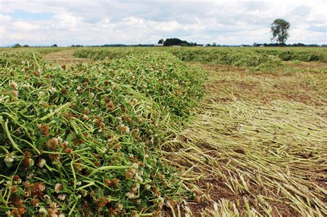 Turning legume cover crops into forage applications | AGDAILY