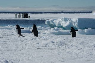 Charming Chick Photos: Antarctica's Baby Penguins | Live Science